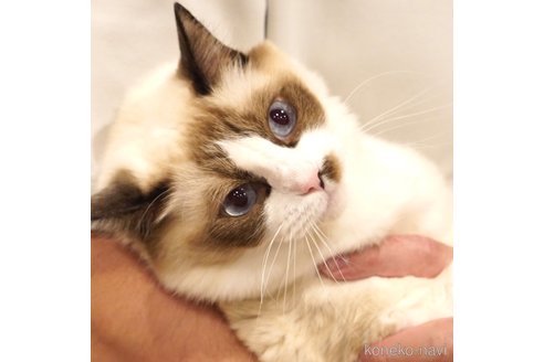 ほたてちゃん1枚目